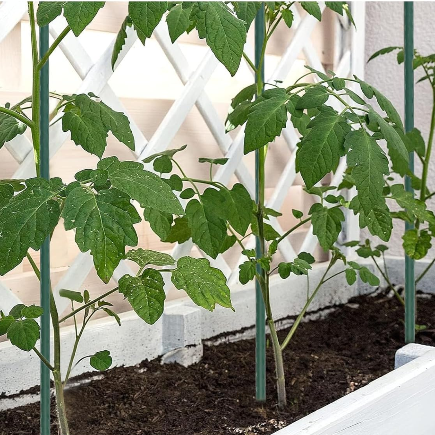 Bastoncini Supporto Piante Rampicanti Cannette Acciaio Plastificato Bastone 1,1 Ø x 180 cm Tutore Verde Giardino Orto Pomodori Melenzane