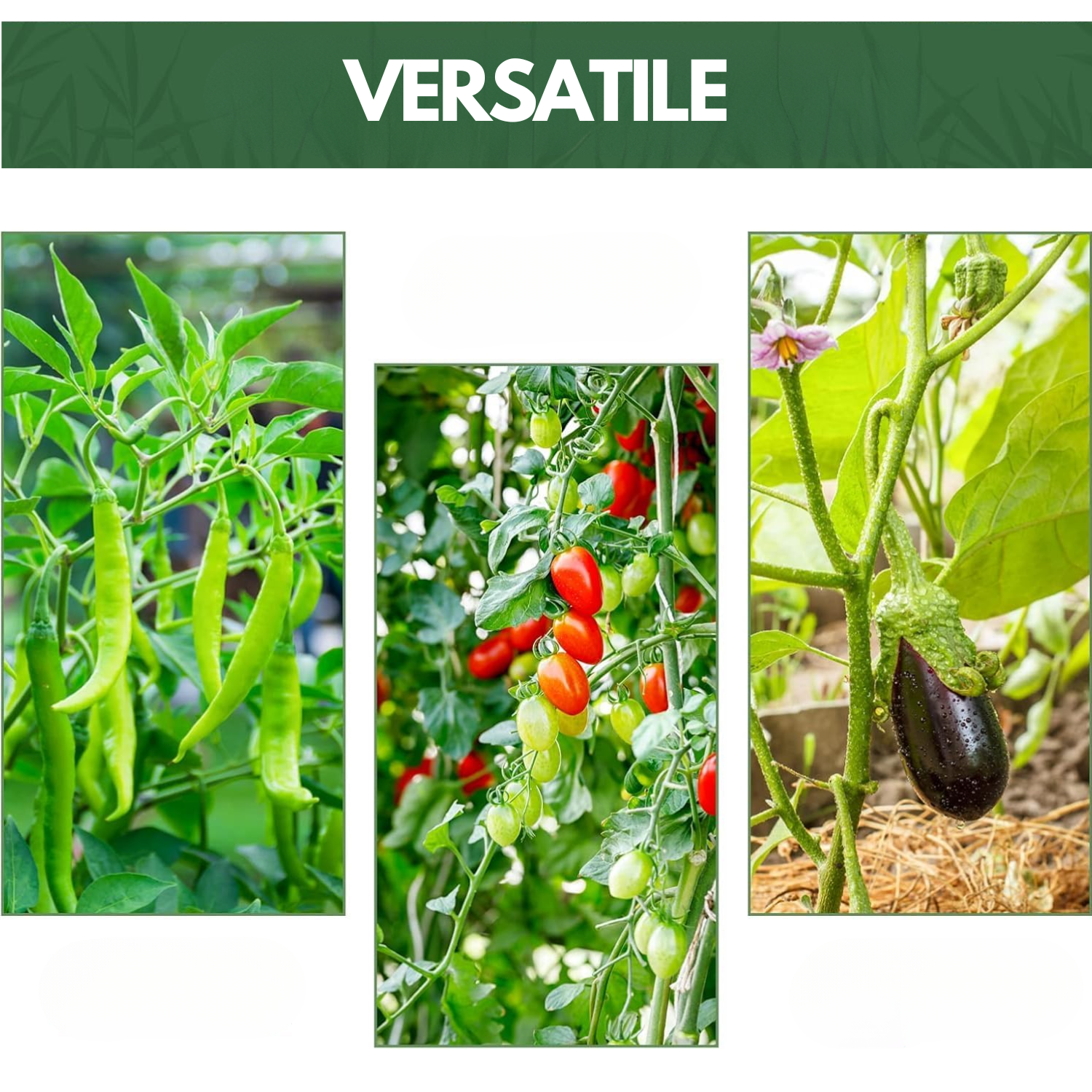 Canne Bambù Giardinaggio Naturali Cannette Bastoncini Supporto Piante Orto Sostegni Tutore Pali Resistenti Rampicanti Giardino Pomodori Melanzane