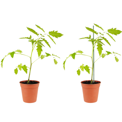 Bastoncini Supporto Piante Rampicanti Cannette Acciaio Plastificato Bastone 1,1 Ø x 180 cm Tutore Verde Giardino Orto Pomodori Melenzane