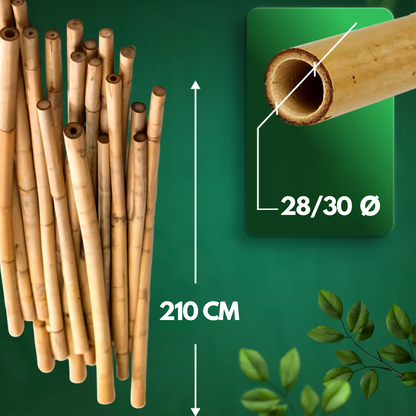 Canne Bambù Giardinaggio Naturali Cannette Bastoncini Supporto Piante Orto Sostegni Tutore Pali Resistenti Rampicanti Giardino Pomodori Melanzane