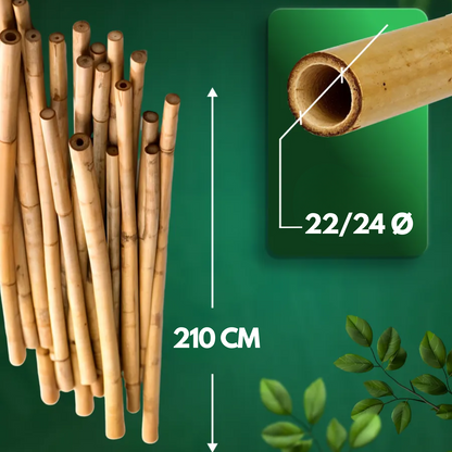 Canne Bambù Giardinaggio Naturali Cannette Bastoncini Supporto Piante Orto Sostegni Tutore Pali Resistenti Rampicanti Giardino Pomodori Melanzane