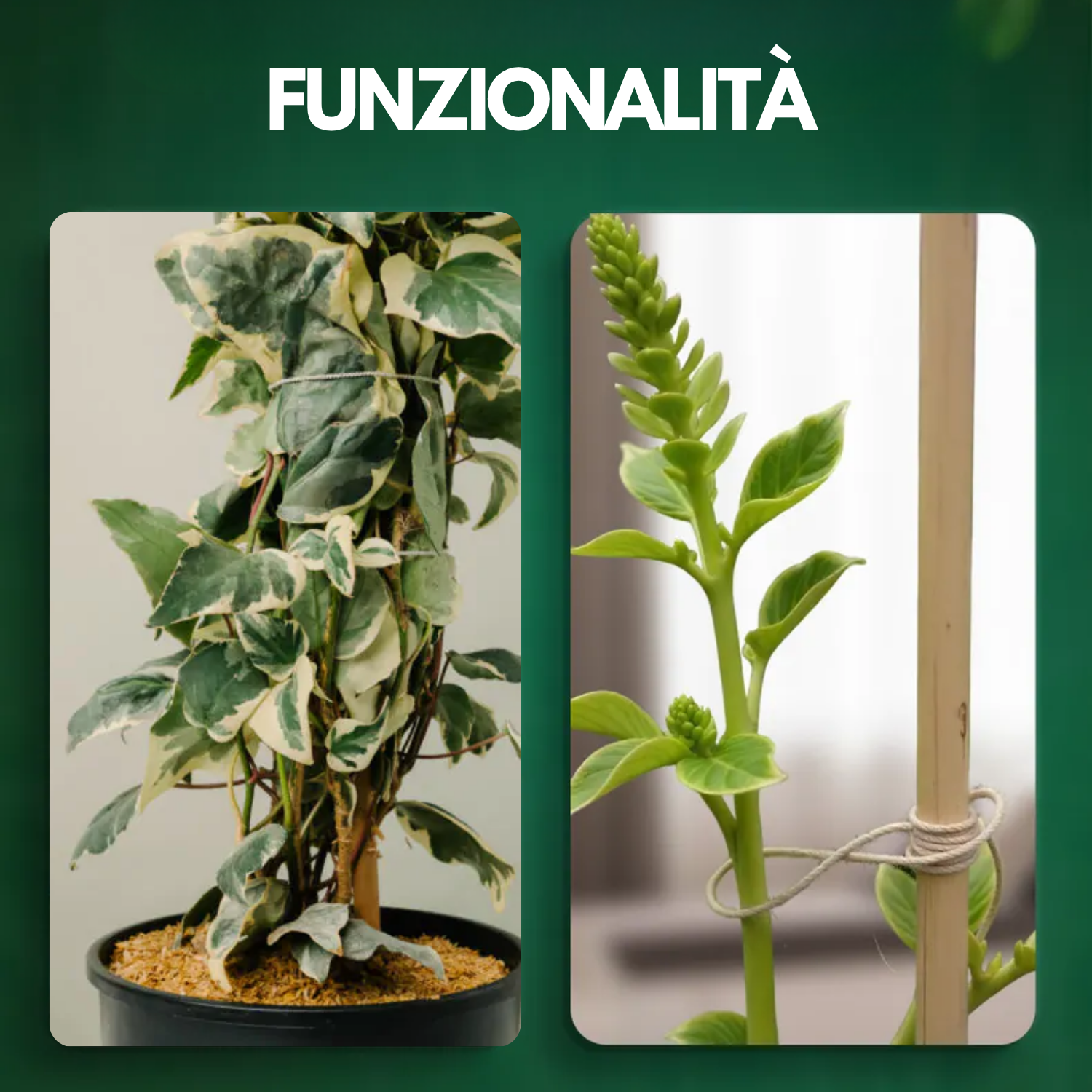 Canne Bambù Giardinaggio Naturali Cannette Bastoncini Supporto Piante Orto Sostegni Tutore Pali Resistenti Rampicanti Giardino Pomodori Melanzane