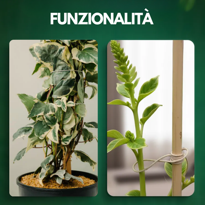 Canne Bambù Giardinaggio Naturali Cannette Bastoncini Supporto Piante Orto Sostegni Tutore Pali Resistenti Rampicanti Giardino Pomodori Melanzane