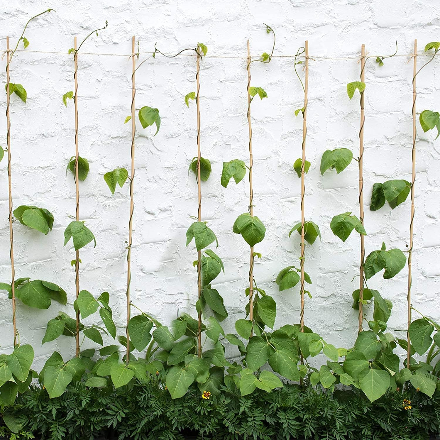 Canne Bambù Giardinaggio Naturali Cannette Bastoncini Supporto Piante Orto Sostegni Tutore Pali Resistenti Rampicanti Giardino Pomodori Melanzane