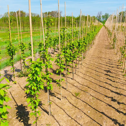 Canne Bambù Giardinaggio Naturali Cannette Bastoncini Supporto Piante Orto Sostegni Tutore Pali Resistenti Rampicanti Giardino Pomodori Melanzane